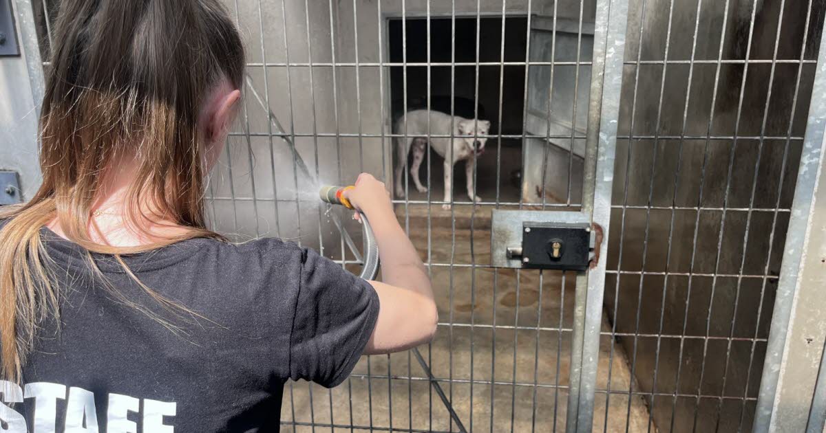 comment les pensions et refuges animaliers font face à la canicule