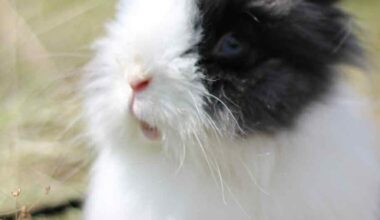 qui adoptera la lapine Pita, âgée de 6 ans ?