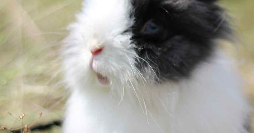 qui adoptera la lapine Pita, âgée de 6 ans ?