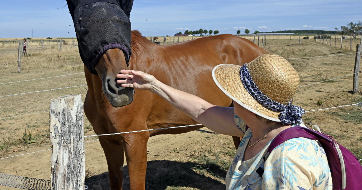 Meurthe-et-Moselle. Quatorze fermes animent les vacances d’été