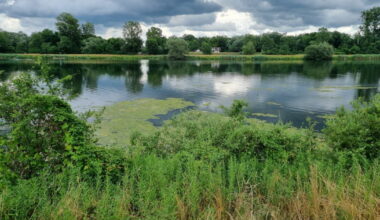 Strasbourg. Restauration écologique des berges du Rhin : un appel aux dons