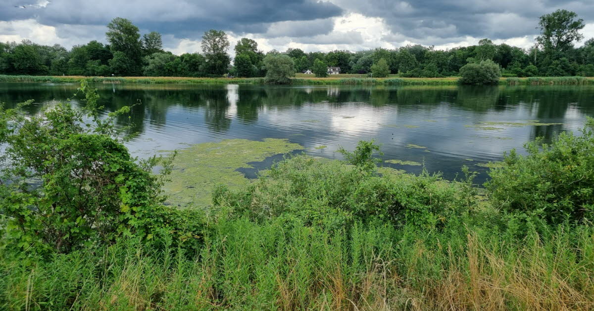 Strasbourg. Restauration écologique des berges du Rhin : un appel aux dons