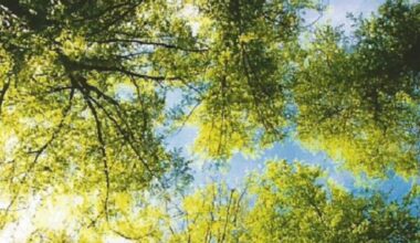 Lay-Saint-Christophe. L’arboretum, un spectacle au verger communal