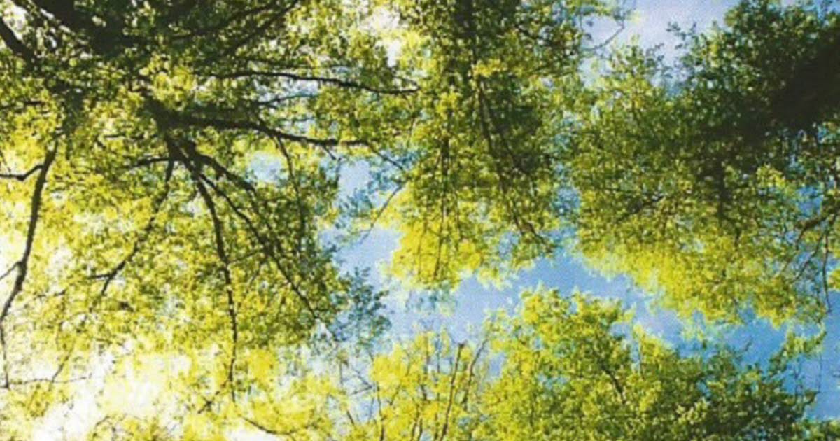 Lay-Saint-Christophe. L’arboretum, un spectacle au verger communal