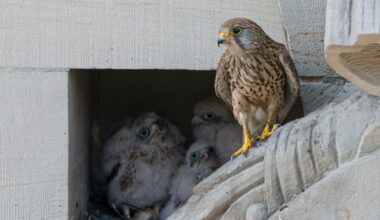 Strasbourg. Une famille de faucons a fait son nid dans la façade nord de la BNU