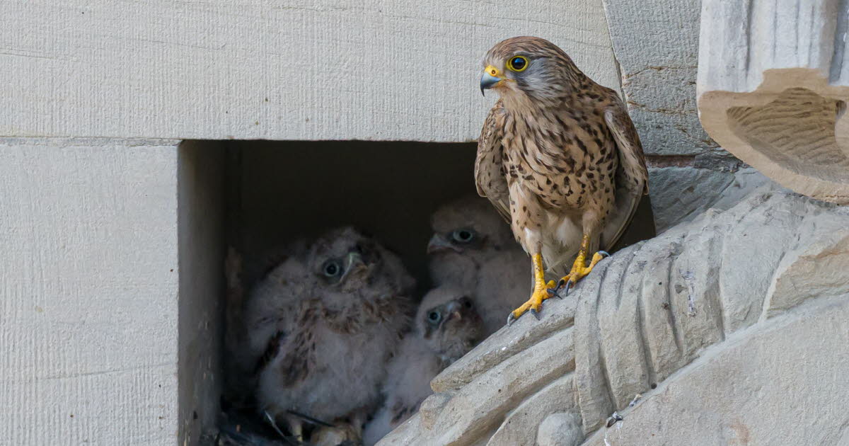 Strasbourg. Une famille de faucons a fait son nid dans la façade nord de la BNU