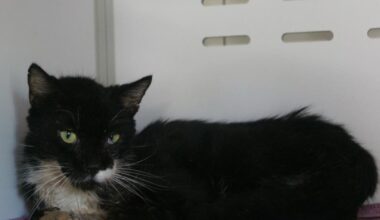 contraint de rester en cage, le chat Ptibeur, 10 ans, a urgemment besoin d'une famille