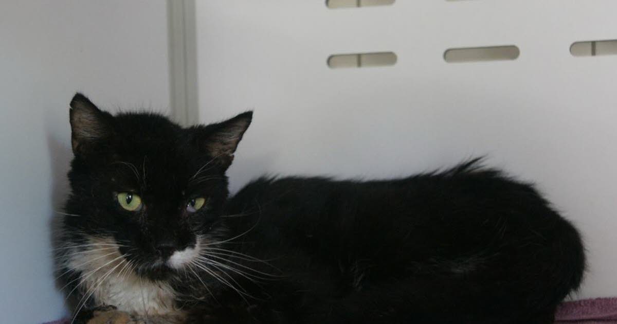 contraint de rester en cage, le chat Ptibeur, 10 ans, a urgemment besoin d'une famille