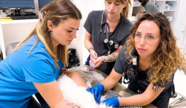 Strasbourg. Depuis début juillet, chiens et chats peuvent aussi donner leur sang