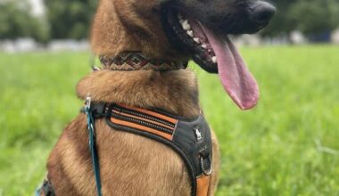 qui donnera une nouvelle chance à T’Maiko, chien malinois de 3 ans ?