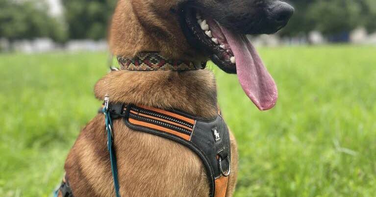 qui donnera une nouvelle chance à T’Maiko, chien malinois de 3 ans ?