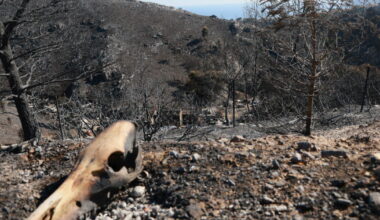 plus de 23 000 hectares ont déjà brûlé en 2025, l'équivalent de la ville de Marseille