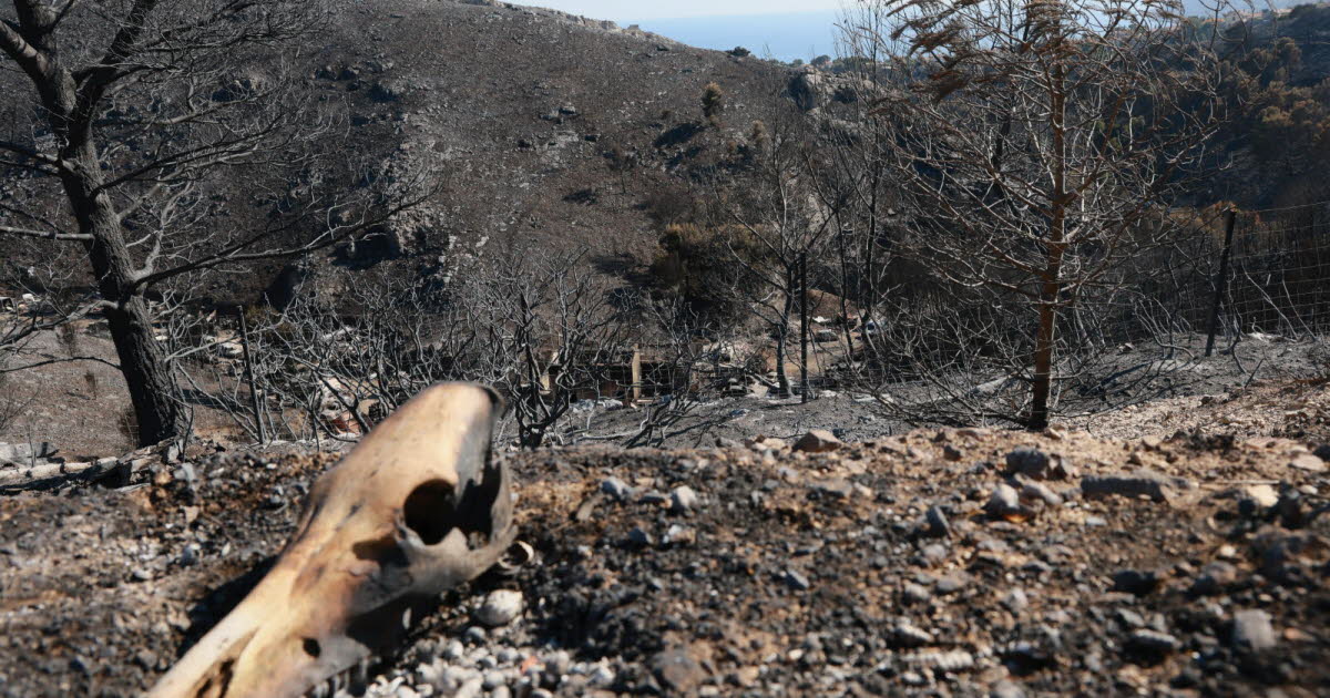 plus de 23 000 hectares ont déjà brûlé en 2025, l'équivalent de la ville de Marseille