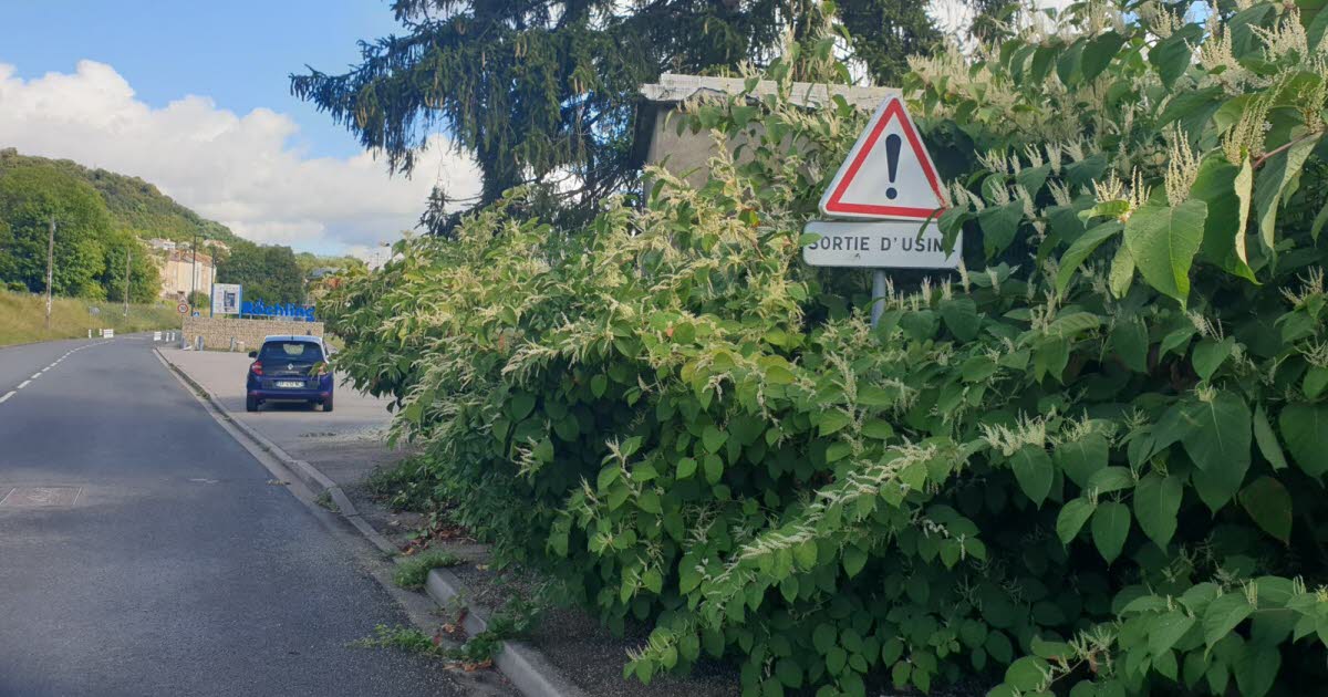 Grand Nancy. Les espèces exotiques envahissantes sous surveillance pour préserver santé et biodiversité
