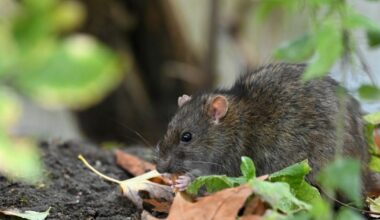 Strasbourg. À la Krutenau, l’interminable lutte contre les rats