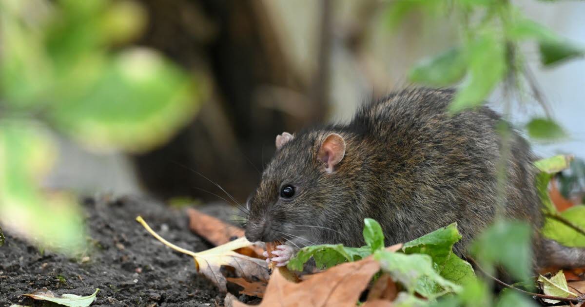 Strasbourg. À la Krutenau, l’interminable lutte contre les rats