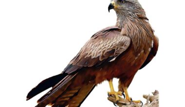 Strasbourg. Le Milan noir, cerf-volant du Sahara, plane au dessus des réserves naturelles alsaciennes