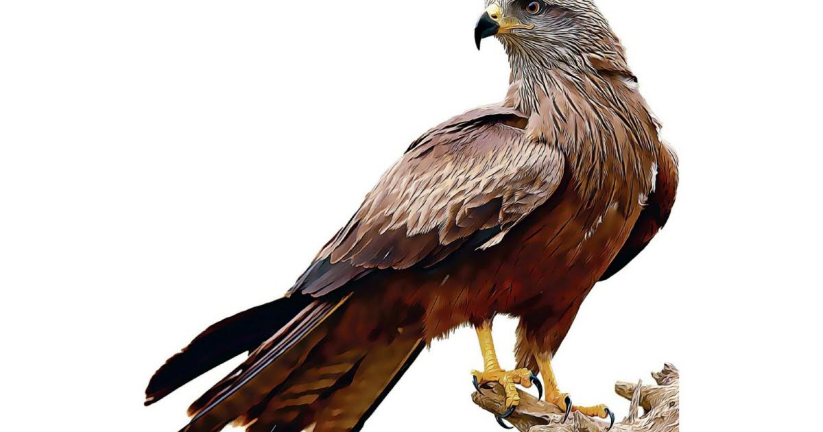Strasbourg. Le Milan noir, cerf-volant du Sahara, plane au dessus des réserves naturelles alsaciennes