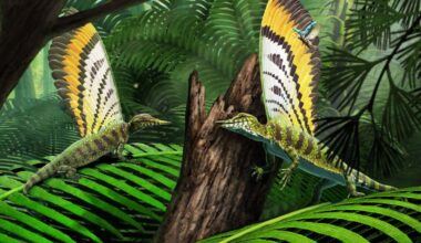 Grenoble. Un fossile vieux de 247 millions d’années au cœur d’une découverte paléontologique majeure