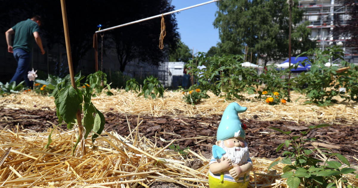dans la rue Tarade, un ancien parking transformé en jardin partagé