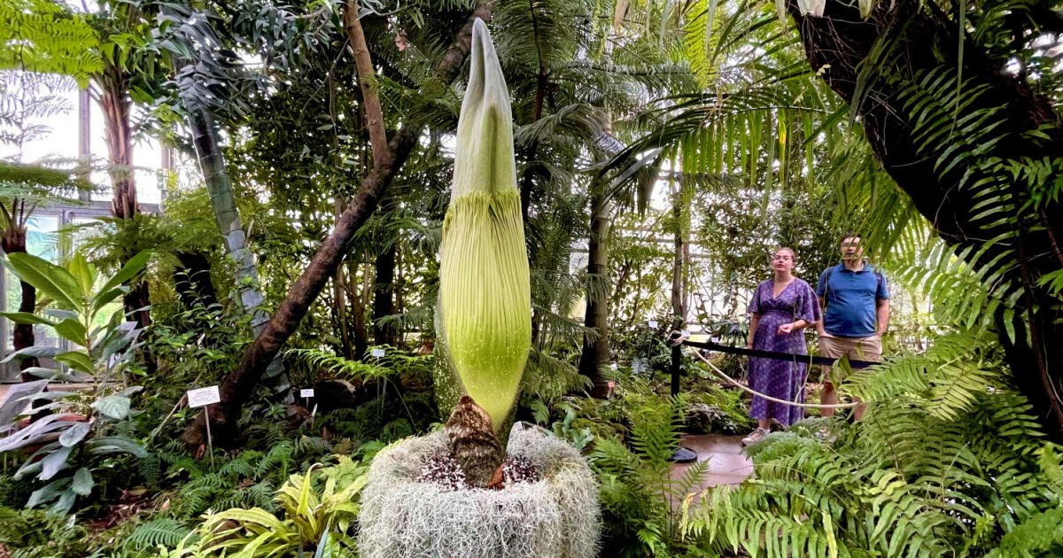 Grand Nancy. Tintin, le phallus de Titan va s’ouvrir : pas rare, mais rarissime !