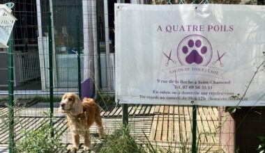 les conseils pour s’occuper correctement de son chien cet été
