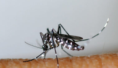 Santé. Un premier cas de dengue autochtone confirmé dans l’Ain - Le Progrès