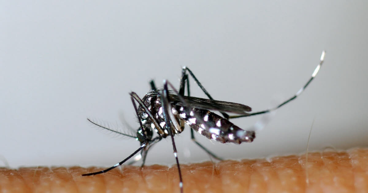 Santé. Un premier cas de dengue autochtone confirmé dans l’Ain - Le Progrès