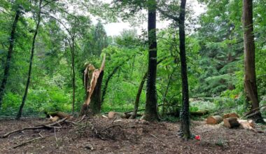 Nancy. Un frêne tombe au parc Sainte-Marie et endommage le magnolia, arbre classé