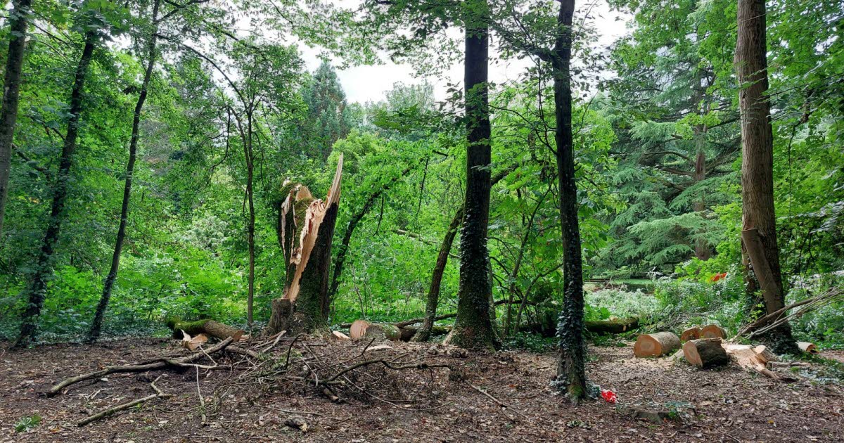 Nancy. Un frêne tombe au parc Sainte-Marie et endommage le magnolia, arbre classé