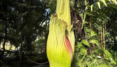 Grand Nancy. Ça y est, le phallus de titan "Tintin" fleurit à nouveau au jardin botanique : une première en France