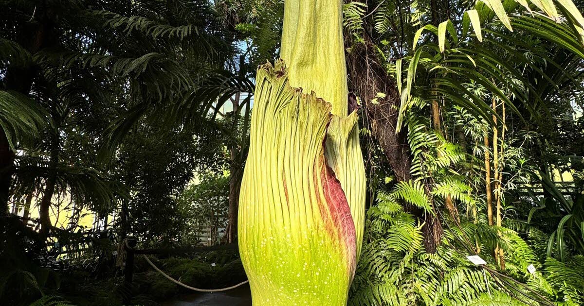 Grand Nancy. Ça y est, le phallus de titan "Tintin" fleurit à nouveau au jardin botanique : une première en France