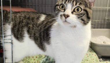 perturbée par son abandon, la jolie chatte Aymone a besoin d’un foyer pour se retaper