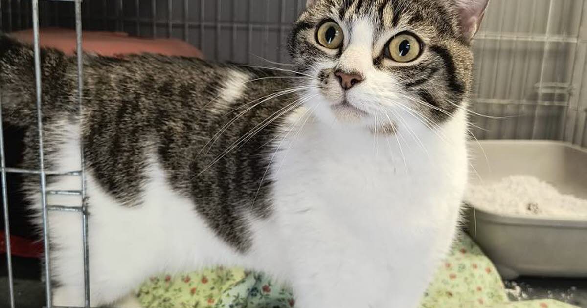 perturbée par son abandon, la jolie chatte Aymone a besoin d’un foyer pour se retaper