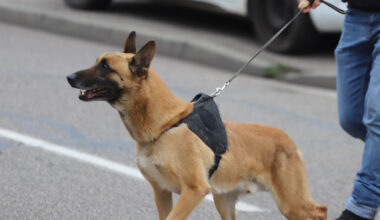 un bébé de huit mois hospitalisé en urgence absolue après avoir été mordu par deux chiens