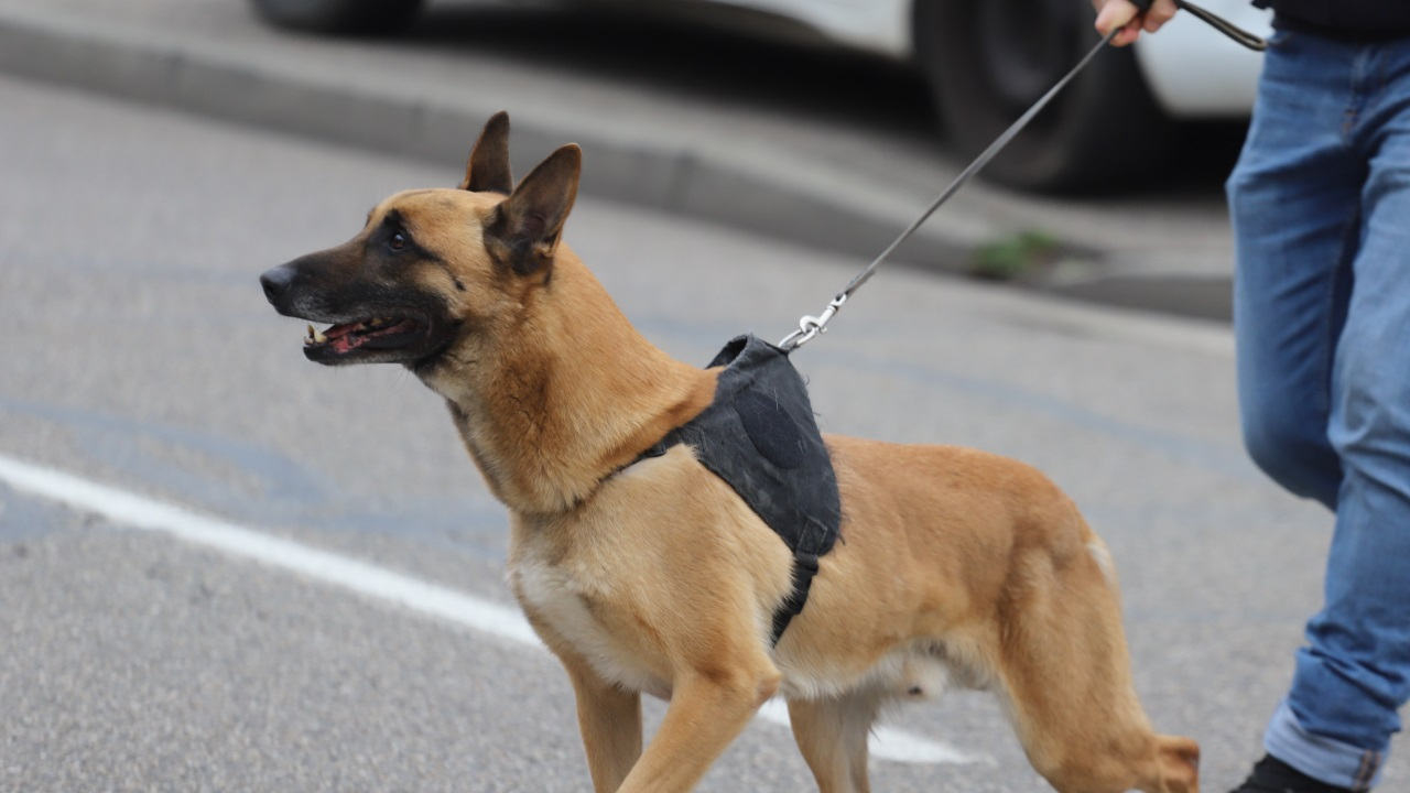 un bébé de huit mois hospitalisé en urgence absolue après avoir été mordu par deux chiens