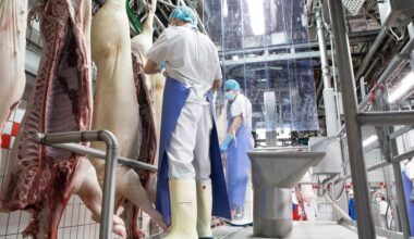 Allemagne : le marché du porc plombé par les importations