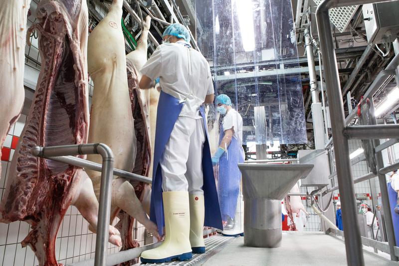 Allemagne : le marché du porc plombé par les importations
