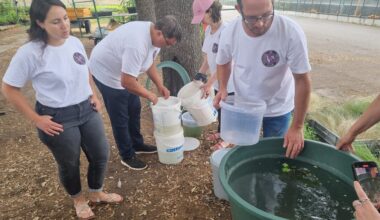Contre les moustiques, Toulouse teste de nouveaux pièges avec des poissons : une première en France