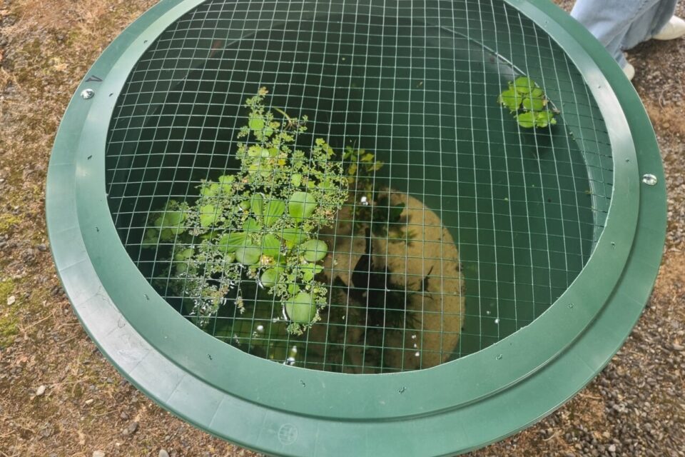 Voici à quoi ressemblent les poubellariums une fois que les poissons, les crustacés et les plantes y ont été installés.