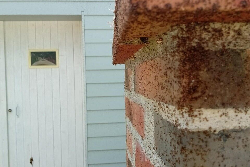 Venues des champs, les punaises des céréales ont atteint les maisons.