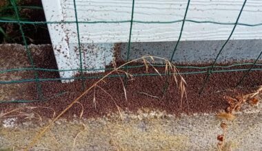 les punaises de céréales envahissent les maisons près de Toulouse