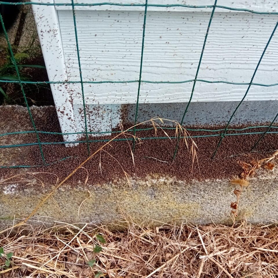 les punaises de céréales envahissent les maisons près de Toulouse