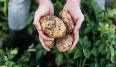Quand ramasser mes pommes de terre ? Comment bien les conserver ?