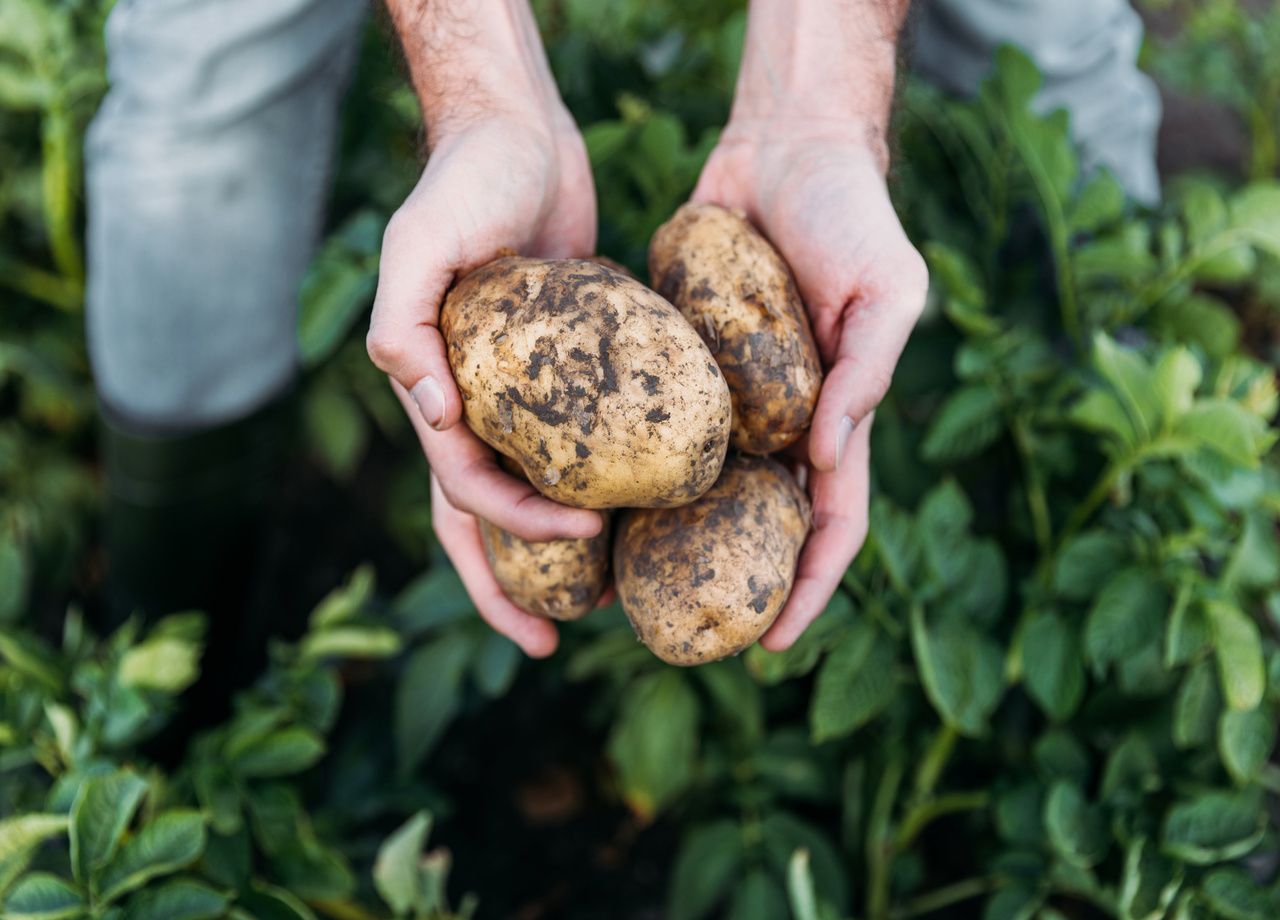 Quand ramasser mes pommes de terre ? Comment bien les conserver ?