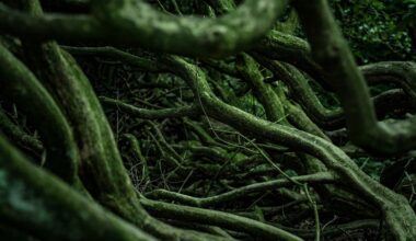 plantes racines