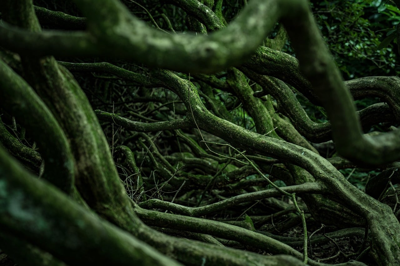 plantes racines