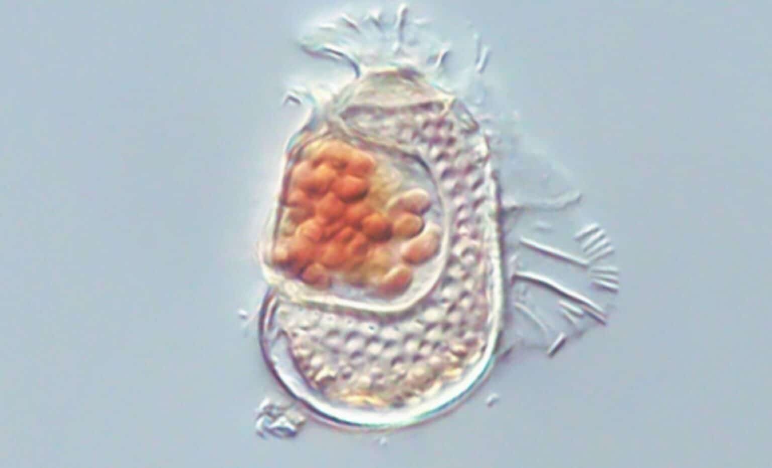 parasite Sukunaarchaeum