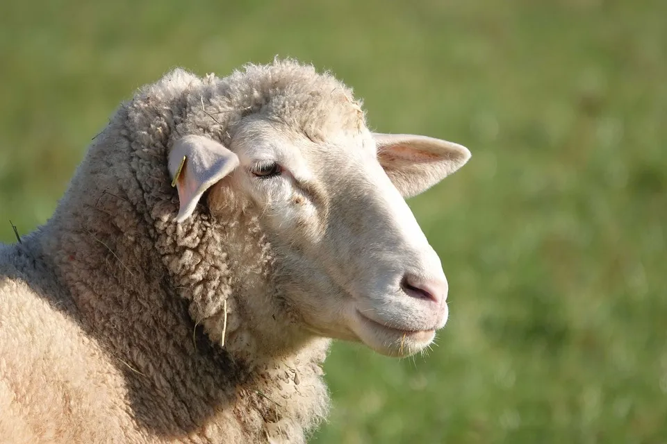 Île-de-France : la campagne de vaccination contre la fièvre catarrhale ovine est lancée