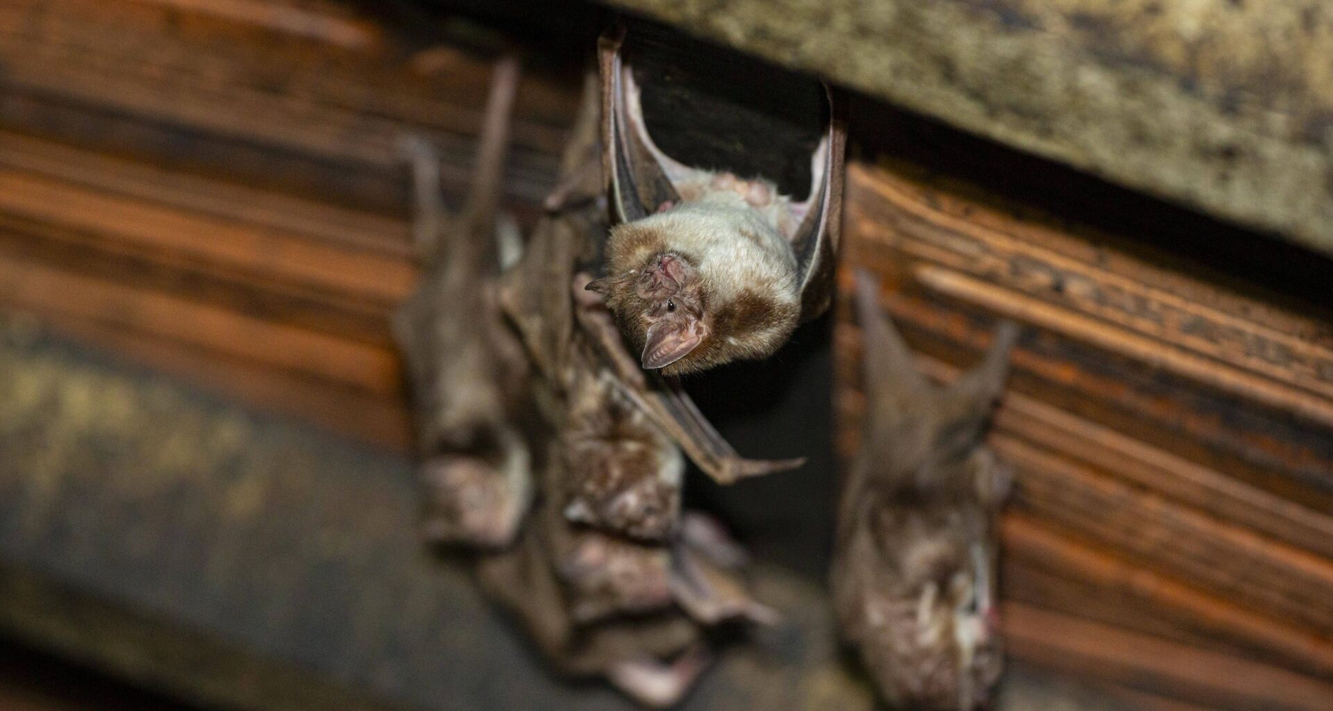 mordu par une chauve-souris, un homme dans un état critique après avoir contracté le lyssavirus